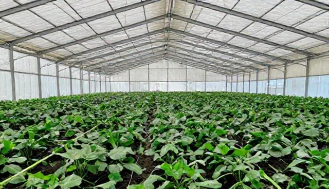 短视频拍摄如何通过数据优化实现性能提升?